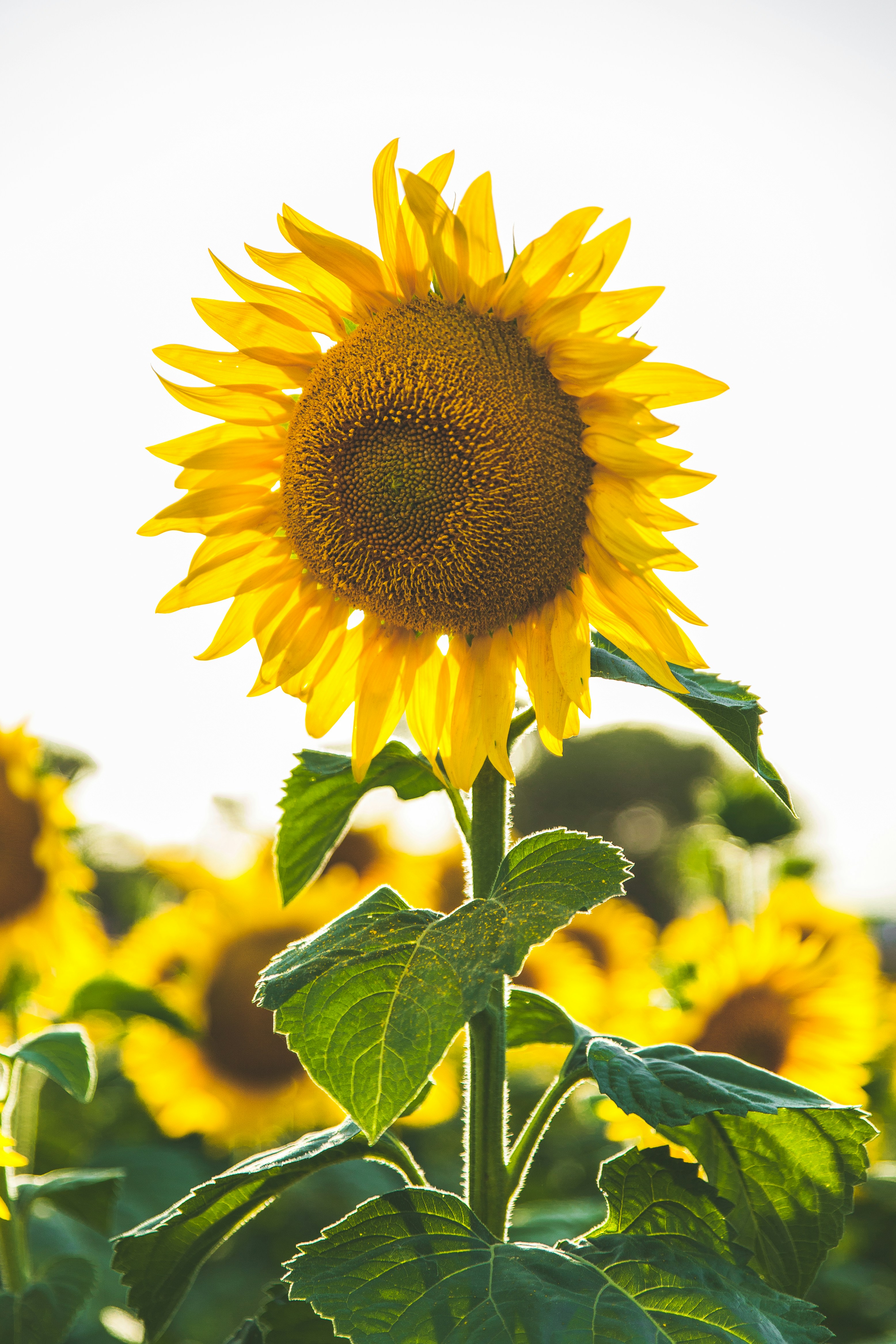 sunflower