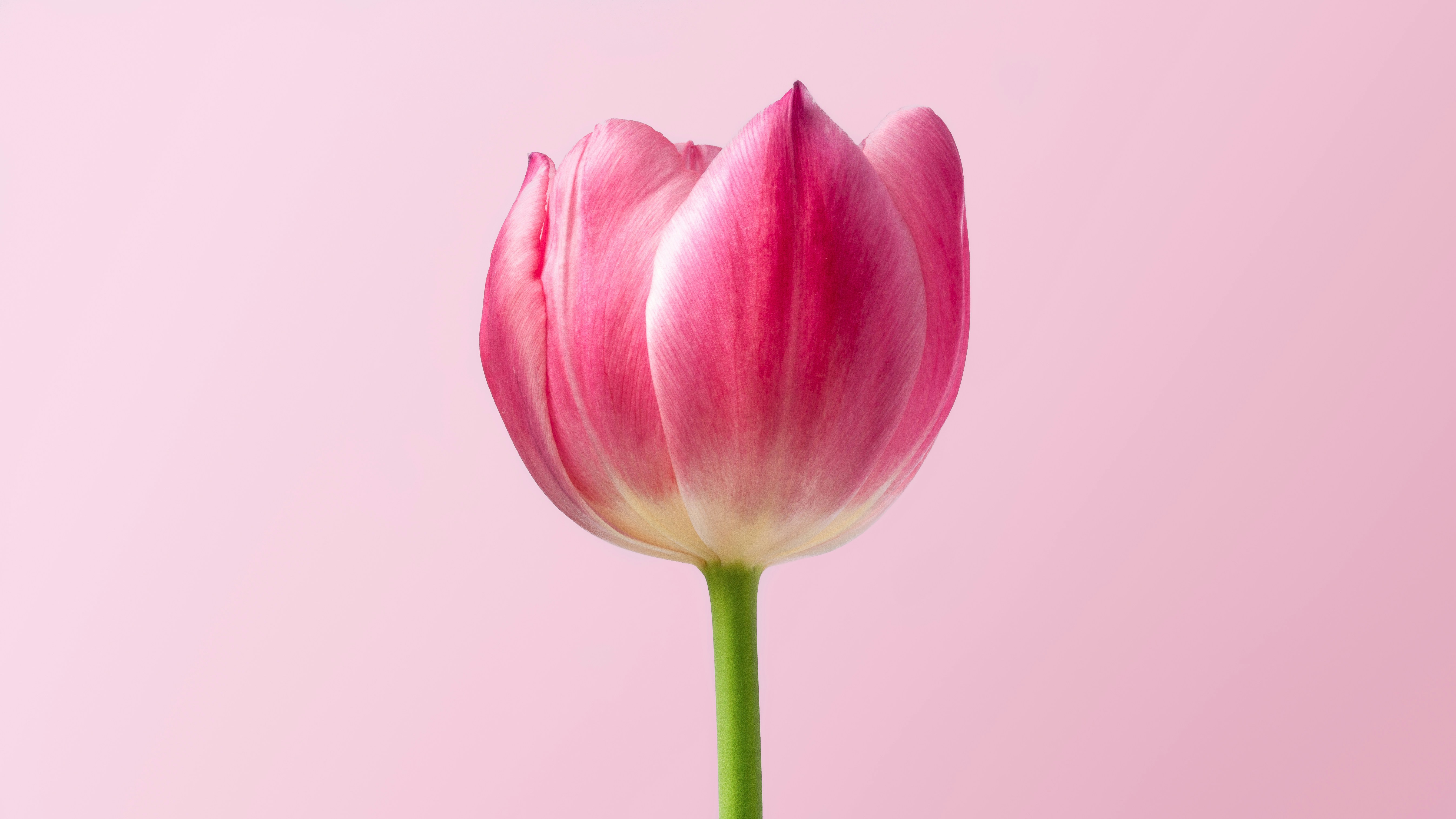 tulipe image