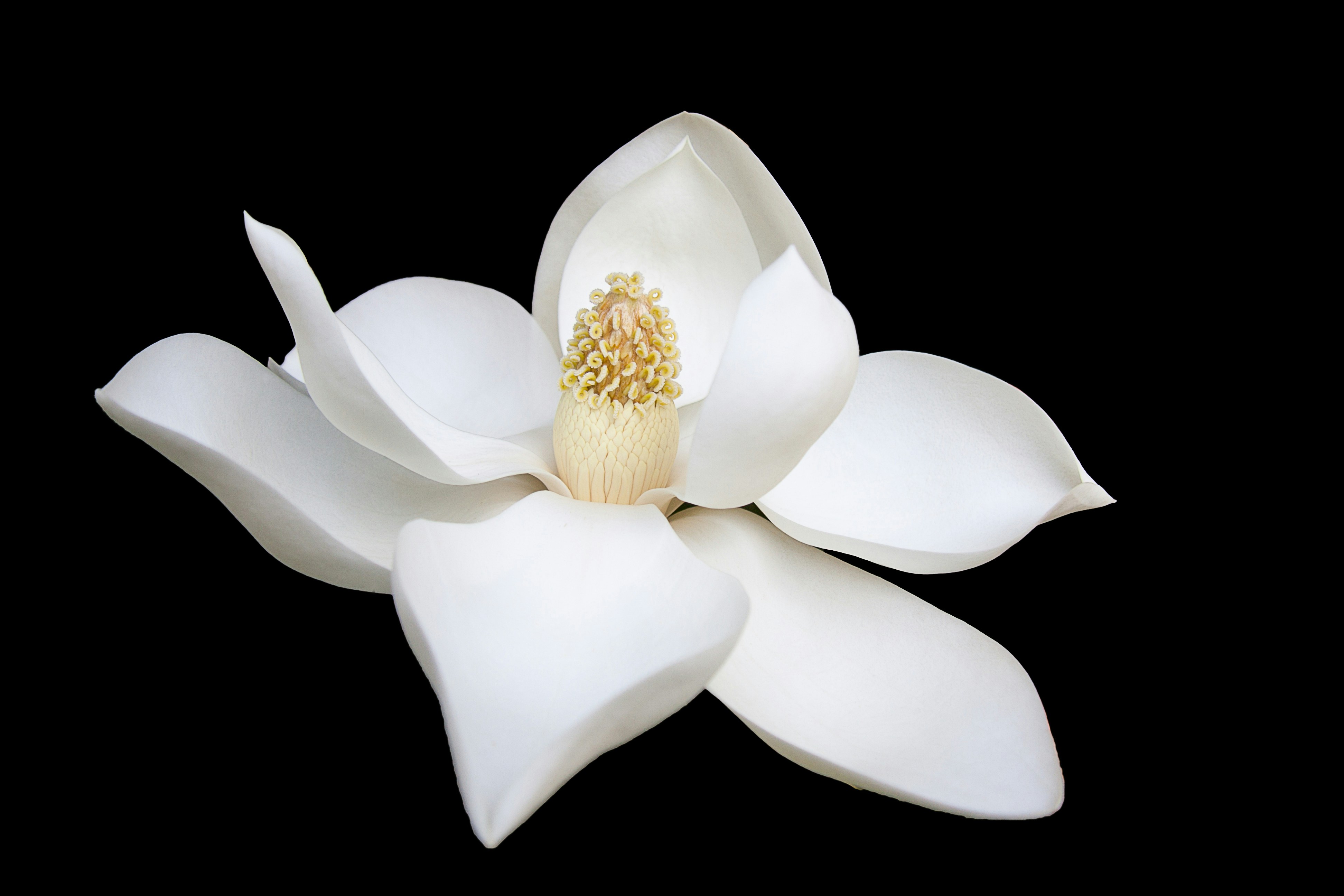 white flower image